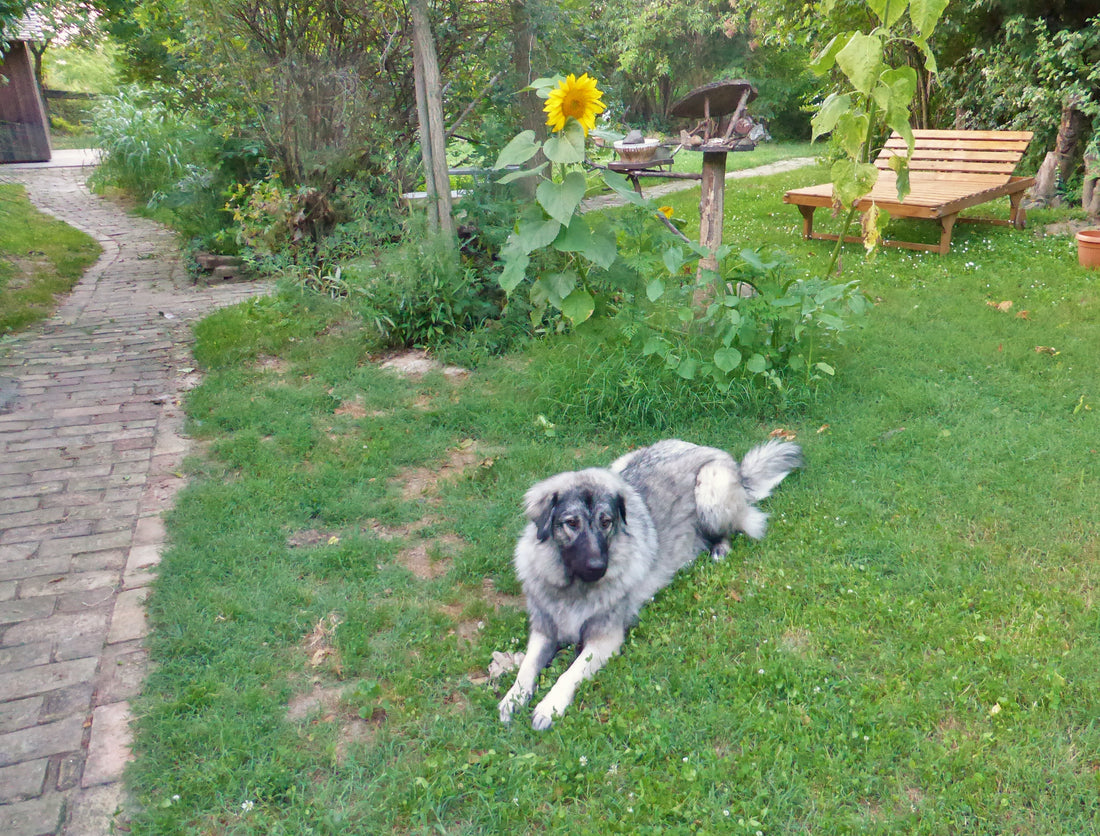 Garten mit Hund und Vogelhaus