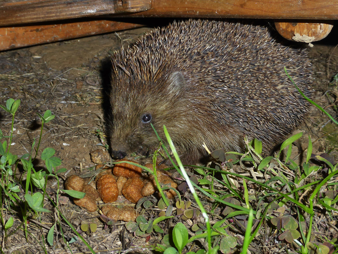 Igel im Garten